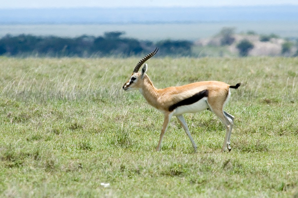 Serengeti Kop Thomson Gazelle03.jpg - Thompson’s Gazelle (Gazella rufifrons), Tanzania March 2006